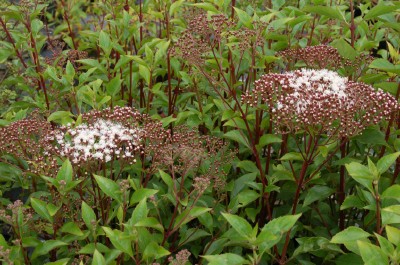 privet-leaved ageratina